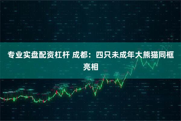 专业实盘配资杠杆 成都：四只未成年大熊猫同框亮相
